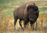 Wichita Wildlife Refuge Bison